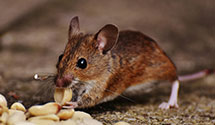 24 Hour & Emergency Exterminators in Palmetto, FL